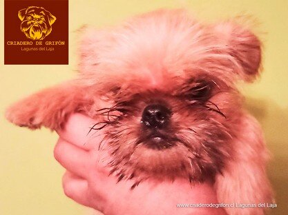 cachorro-grifon-para-venta-03.jpg
