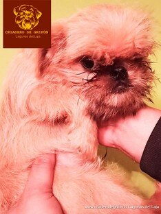 cachorro-grifon-para-venta-04.jpg
